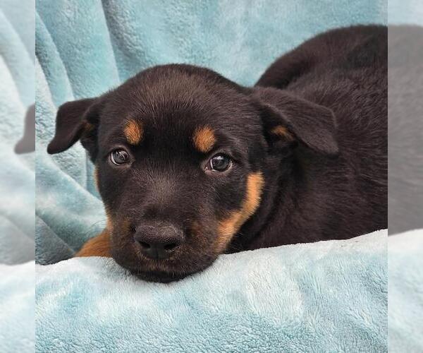 Medium Photo #2 Mutt Puppy For Sale in San Diego, CA, USA