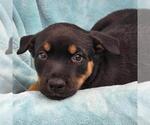 Small Photo #2 Mutt Puppy For Sale in San Diego, CA, USA