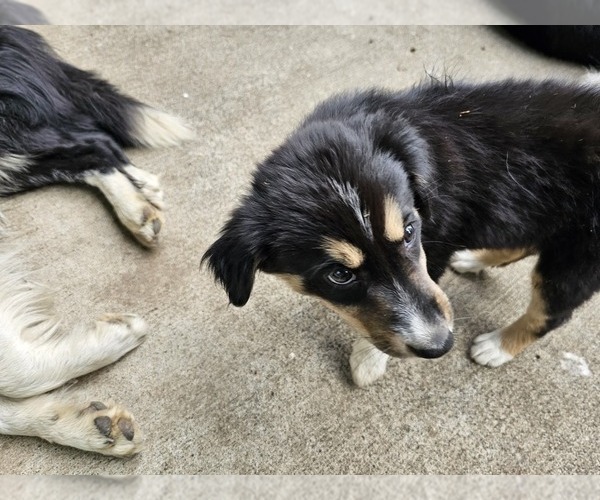Medium Photo #6 Border Collie Puppy For Sale in ROY, WA, USA