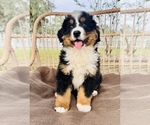 Small Photo #11 Bernese Mountain Dog Puppy For Sale in OCALA, FL, USA