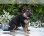 Small #2 German Shepherd Dog