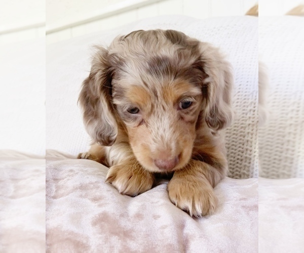 Medium Photo #5 Dachshund Puppy For Sale in EAST EARL, PA, USA