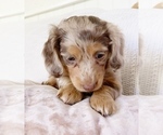 Small Photo #5 Dachshund Puppy For Sale in EAST EARL, PA, USA