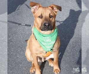 Mutt Dogs for adoption in Washington, DC, USA
