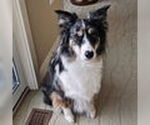 Small #1 Australian Shepherd Mix