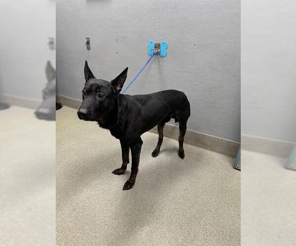 Medium Photo #1 German Shepherd Dog-Unknown Mix Puppy For Sale in Las Vegas, NV, USA