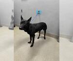 Small German Shepherd Dog Mix