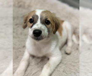 Australian Shepherd-Colonial Cocker Spaniel Mix Dogs for adoption in Anchorage, AK, USA