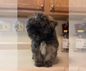 ShihPoo Puppy for sale in TOWSON, MD, USA