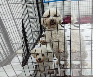 Bichon Frise-Unknown Mix Dogs for adoption in Mukwonago, WI, USA