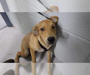 Labrador Retriever-Unknown Mix Dogs for adoption in Augusta, GA, USA