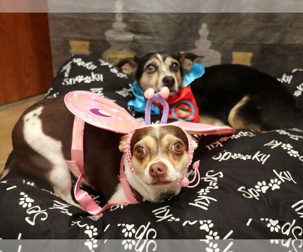 Medium Photo #2 Chihuahua Puppy For Sale in Victorville, CA, USA
