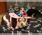 Small #1 Chihuahua