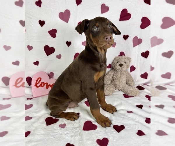 Medium Photo #4 Doberman Pinscher Puppy For Sale in GREENFIELD, IN, USA