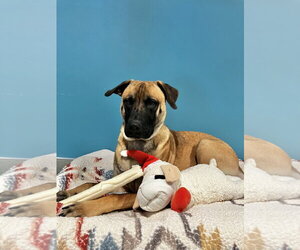 Handsome - Male Rhodesian Ridgeback Dog for Adoption - Photo #2
