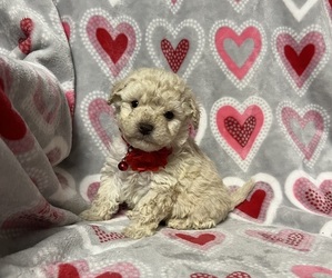 Cavapoo Puppy for sale in JEFFERSONVILLE, IN, USA