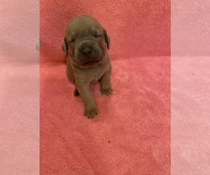 Medium Cane Corso