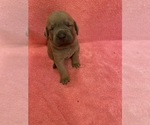 Puppy Gray Collar Cane Corso