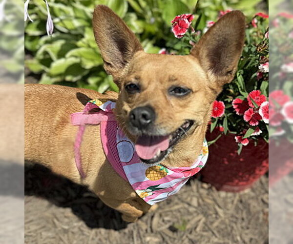 Medium Photo #6 Chihuahua-Unknown Mix Puppy For Sale in Arlington, VA, USA