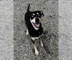 Small Labrador Retriever Mix