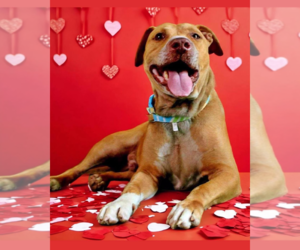 Mutt Dogs for adoption in Crandall, GA, USA