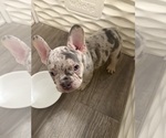 Small #9 French Bulldog