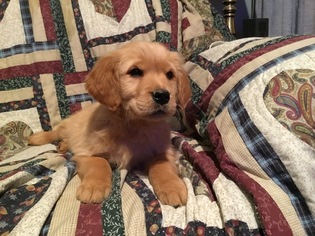 Golden Retriever Puppy for sale in MENDOTA, IL, USA