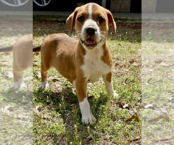 Medium Photo #1 American Staffordshire Terrier-Labrador Retriever Mix Puppy For Sale in Brewster, NY, USA