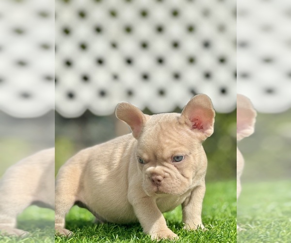 Medium Photo #2 French Bulldog Puppy For Sale in ATLANTA, GA, USA