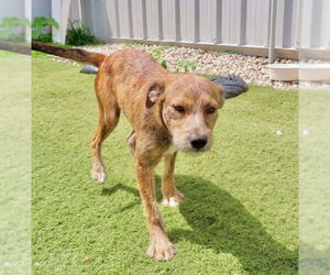 Medium Mountain Cur Mix