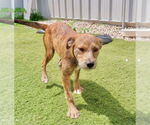 Small Mountain Cur Mix