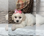 Small Photo #5 Maltese Puppy For Sale in ELMHURST, IL, USA