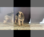 AKC LUCY - Female Brussels Griffon Puppy for Sale - Photo #2