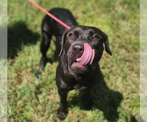 American Pit Bull Terrier-Labrador Retriever Mix Dogs for adoption in St. Cloud, FL, USA