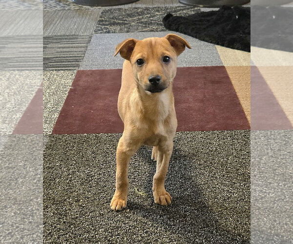 Medium Photo #3 Chihuahua-Unknown Mix Puppy For Sale in Virginia Beach, VA, USA