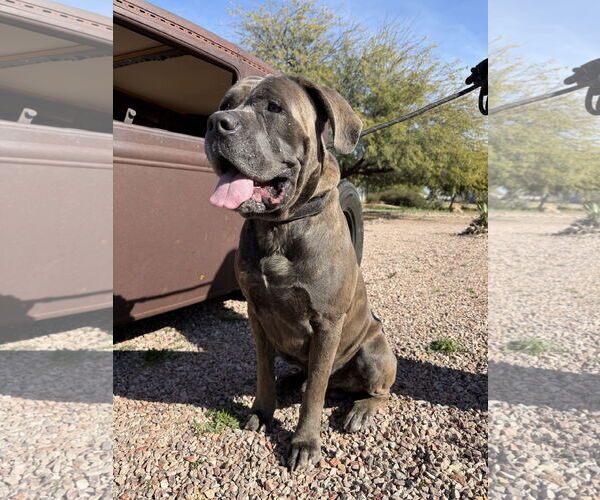 Medium Photo #8 Mutt Puppy For Sale in Goodyear, AZ, USA