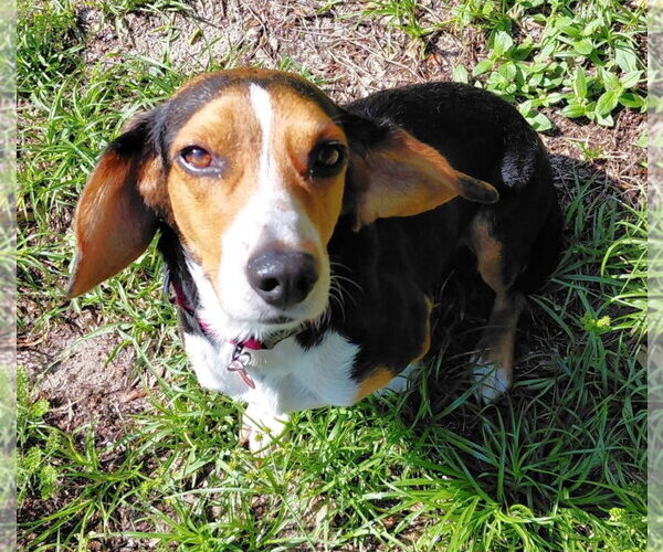 Medium Photo #30 Beagle Puppy For Sale in Dunnellon, FL, USA