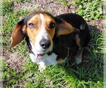 Small #29 Beagle