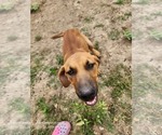 Small #16 Catahoula Leopard Dog
