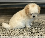 Small Photo #3 Zuchon Puppy For Sale in PEMBROKE, KY, USA