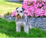 Small #1 Schnauzer (Miniature)