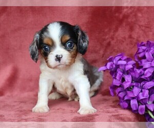 Cavalier King Charles Spaniel Puppy for sale in FREDERICKSBG, OH, USA