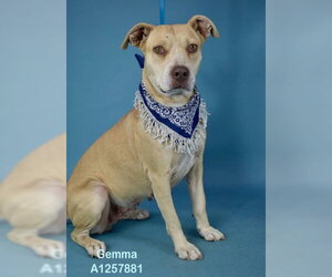 Mutt Dogs for adoption in Bakersfield, CA, USA