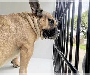 French Bulldog-Unknown Mix Dogs for adoption in Houston, TX, USA