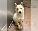 Small #1 Siberian Husky