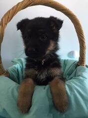 German Shepherd Dog Puppy for sale in HUDSON, MI, USA