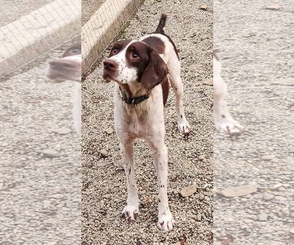 Medium Photo #4 Brittany Puppy For Sale in Woodsfield, OH, USA