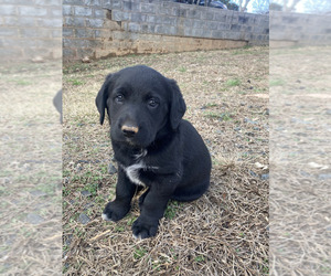 Bluetick Coonhound-Labrador Retriever Mix Puppy for sale in SCOTTSVILLE, VA, USA