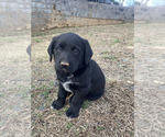 Small Bluetick Coonhound-Labrador Retriever Mix