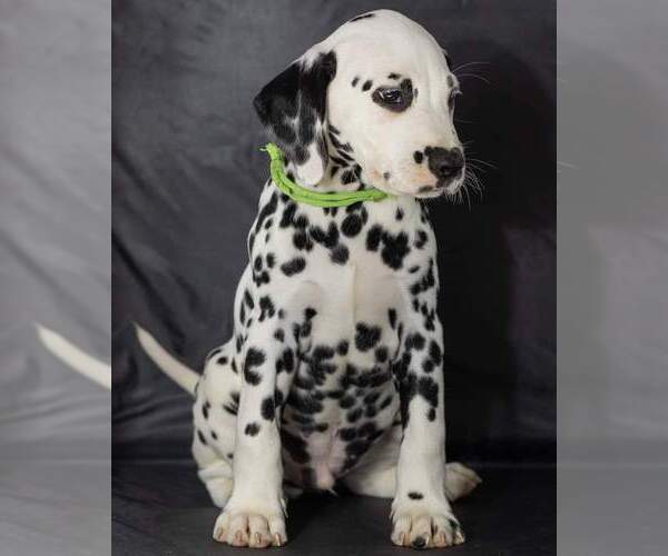 Medium Photo #24 Dalmatian Puppy For Sale in JASPER, FL, USA